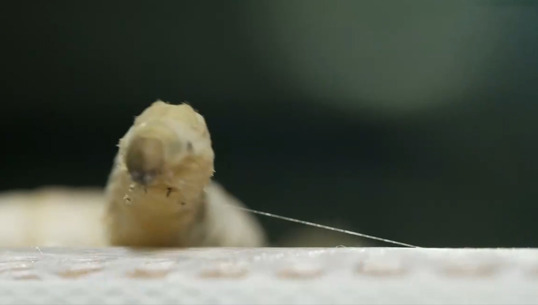 摘桑养蚕赚钱,种桑养蚕致富的成功经验