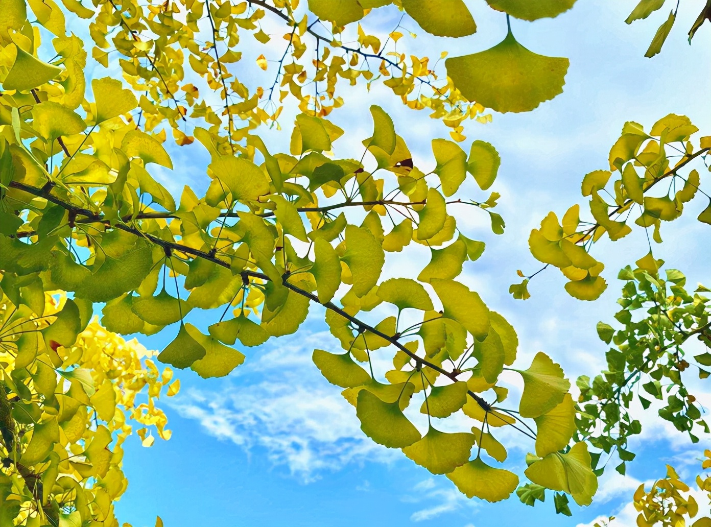 国庆假期必住|分分钟拍出大片的绝美仙气民宿，每家都想睡~记得提前预订哟！