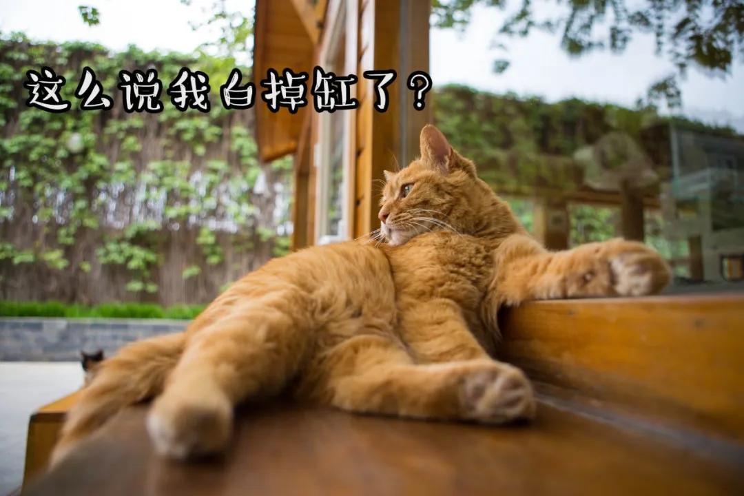 观复猫身份,观复猫近期咋样