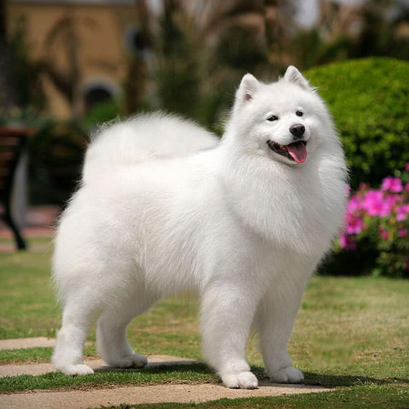 萨摩耶发现主人变成霸王龙,一只萨摩耶长大要打几针疫苗