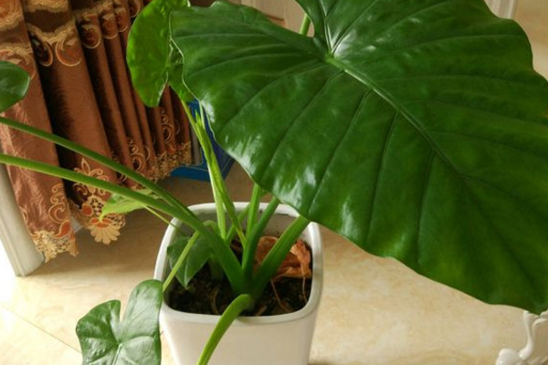 水培滴水观音叶子下垂怎么回事,滴水观音发黄下垂的叶子怎么处理