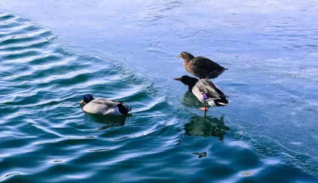 李健清华大学唱功,斯文理工男李健