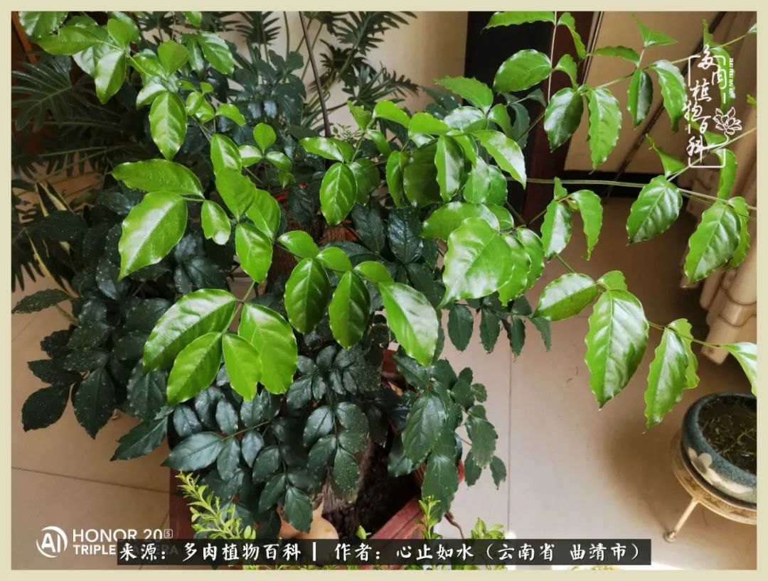 景德镇精品拇指多肉盆,轻奢多肉拇指盆3.5