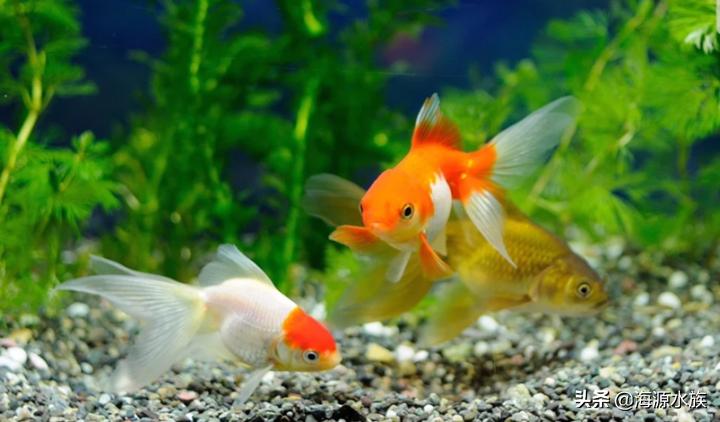 金鱼的科普小知识,观赏金鱼小知识问答
