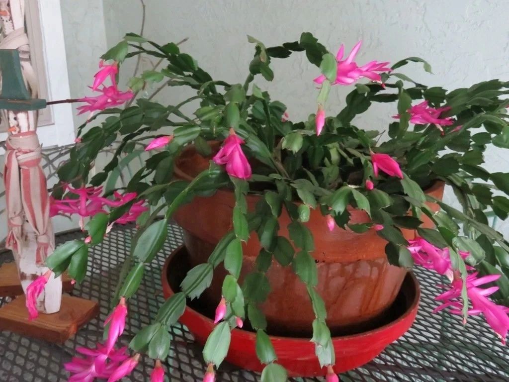 室内蟹爪兰如何养,室内养蟹爪兰的正确方法