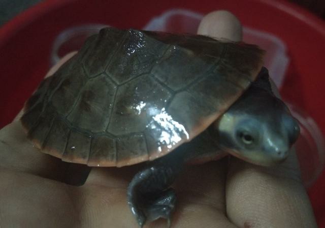 龟类分类大全图片,龟类的种类及图片大全