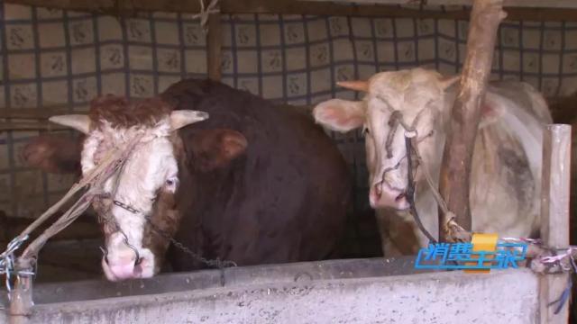 牛肉批发价最新价格,牛肉价格补贴最新消息