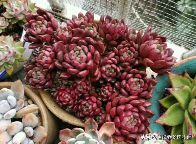 多肉蓝精灵长花箭咋办,红宝石为什么又细又长