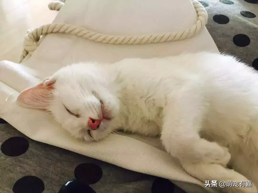 猫咪体重跟吃的猫粮计算,猫猫每日食谱大全