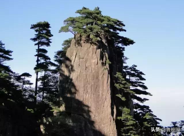 松木简介,松木原木介绍