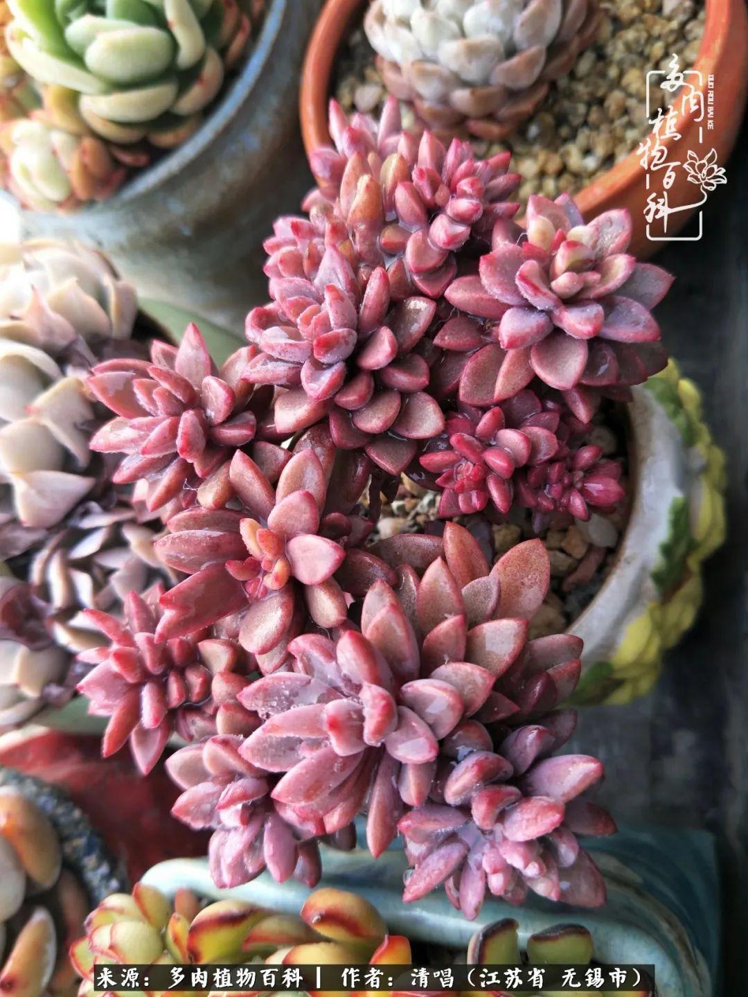 多肉植物百科好看又好养的多肉,喜欢多肉的朋友欢迎光临多肉园艺