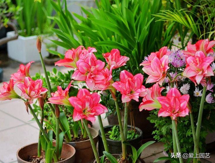 鏈遍《绾㈠井淇＄兢,鏈遍《绾㈢兢