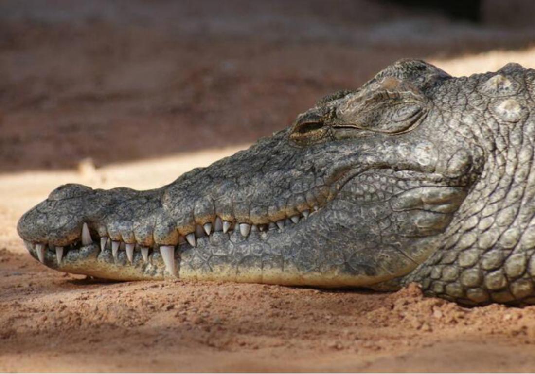 养殖鳄鱼的禁忌有哪些东西,鳄龟处理不干净有毒吗