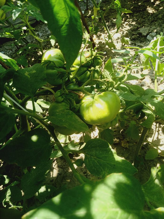 樱桃番茄最好的颜色,樱桃番茄挑选