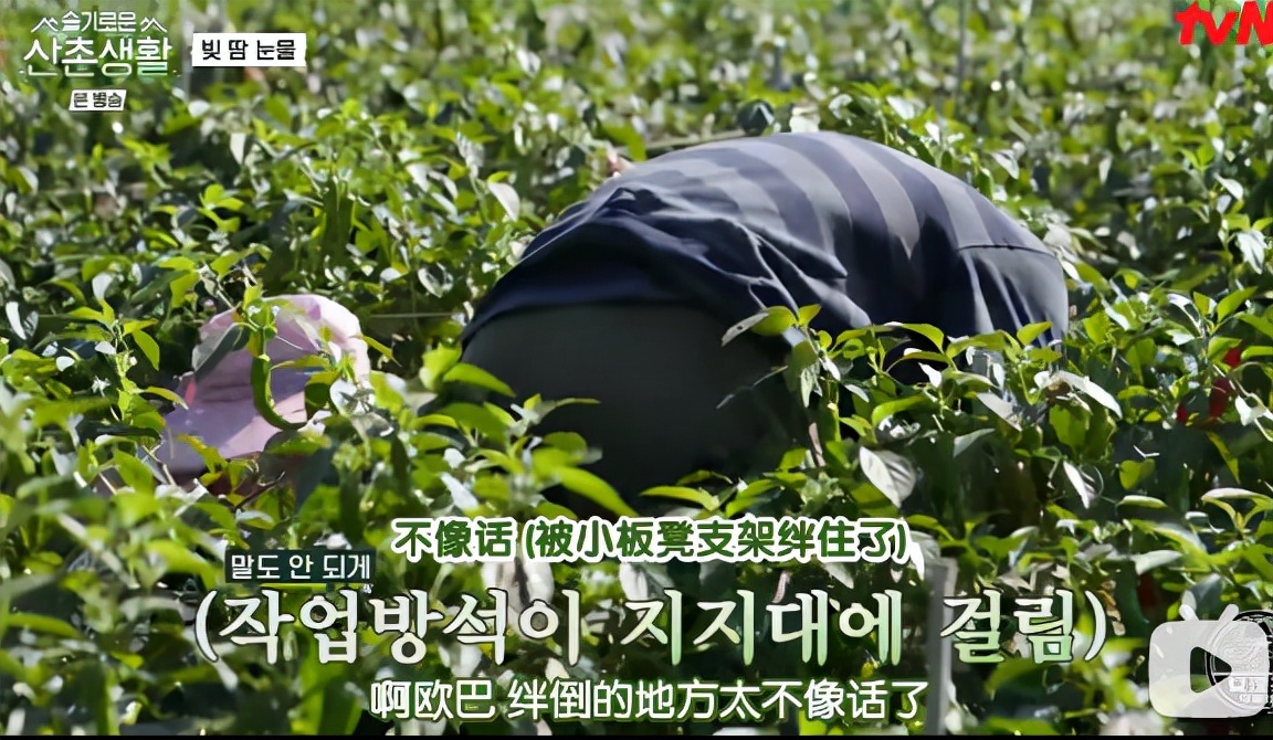 柳演锡申贤彬为什么叫wintergarden,罗英锡曺圭贤