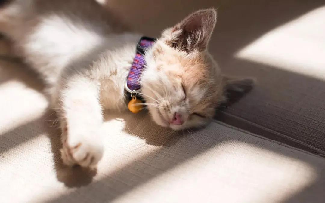 养猫必看的医学知识书,100个科学养猫秘籍