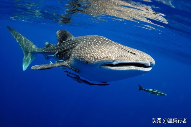 50种珍稀保护动物,为什么人类应该保护濒危物种