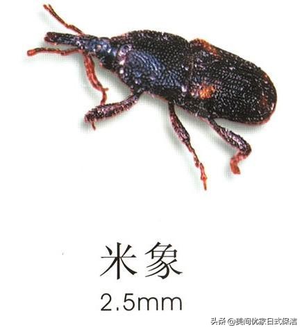 家居常见虫图片大全,家居虫类科普图文