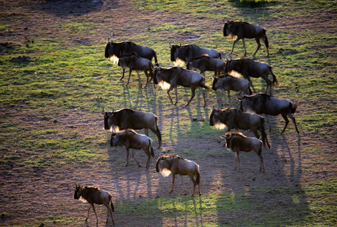 旅行攻略·肯尼亚：跟随《狮子王》震撼你的视觉，哈库拉，玛塔塔