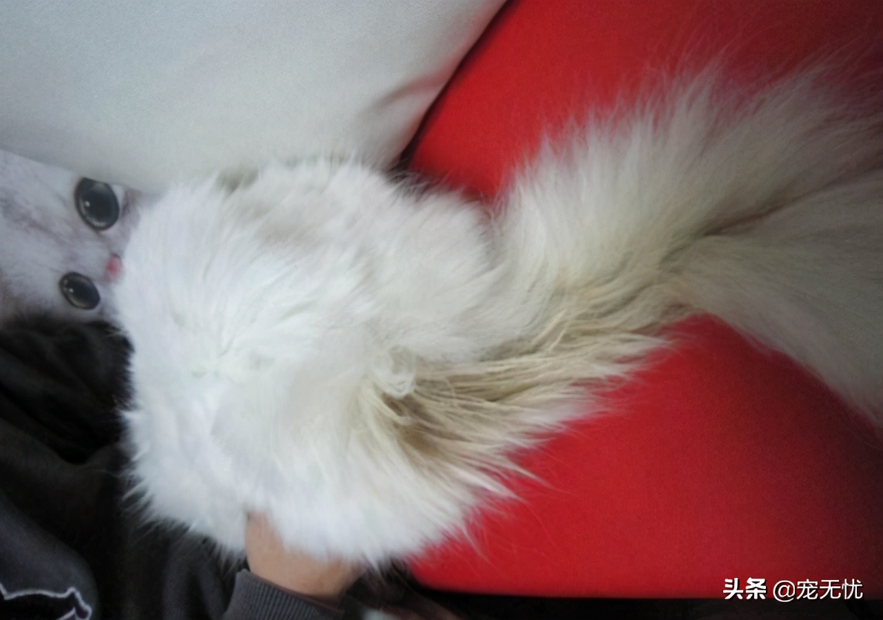 猫咪感染癣,猫咪感染猫癣怎么办