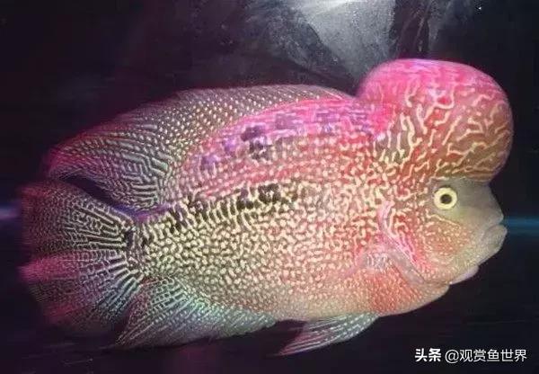 泰国古典罗汉鱼苗怎么挑,泰国罗汉鱼苗在哪里