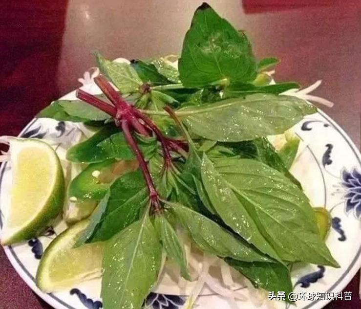 越南的奇闻奇事,越南趣闻