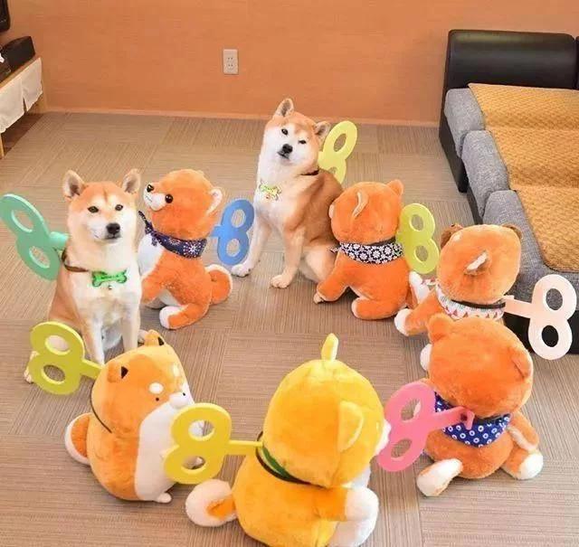 主人买了一堆柴犬玩偶,结果柴犬混入其中,主人想找也找不到了