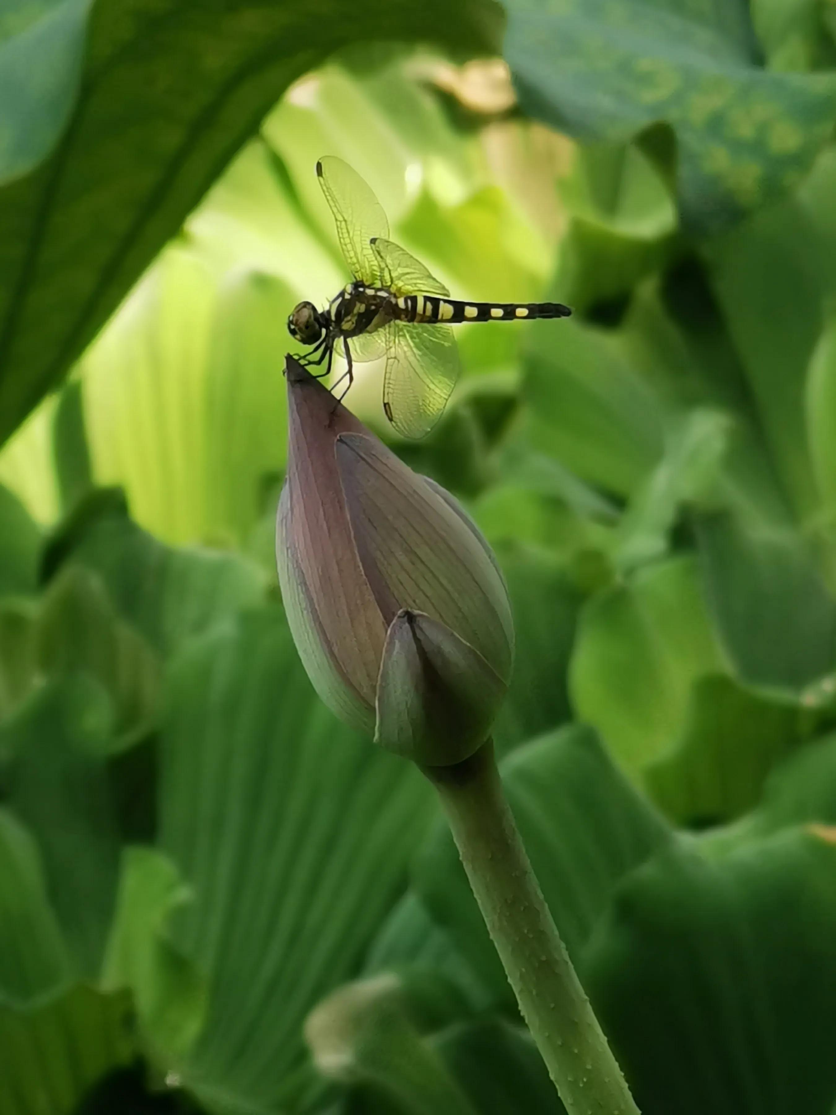 手拍世界作品集402期,2022年世界手机摄影大赛征稿