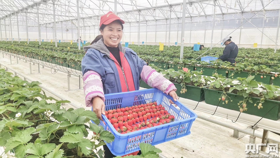 碧桂园精准扶贫基地,碧桂园乡村振兴大赛