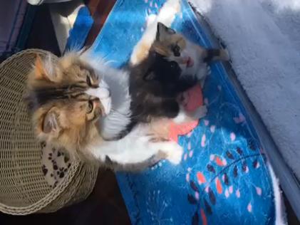 跟着我们猫狗大联盟，你会有喵的！黄阿姨猫咪领养专场