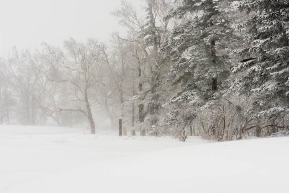 你看不懂的《林海雪原》