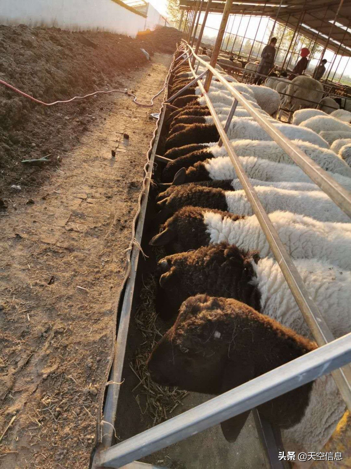 青海羊的品种,萨福克羊和黑头杜泊的优缺点