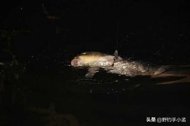 夜光棒电子漂和夜钓灯哪个好,夜光浮标好还是夜钓灯好用