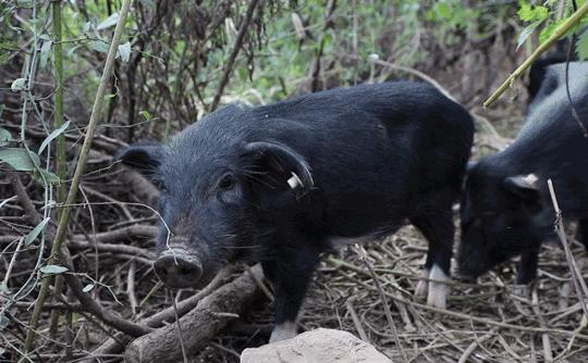 征服一个人需要多大的勇气,征服一个人需要多少勇气