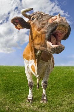 膘肥体壮长势良好,膘肥体壮长势良好下一句