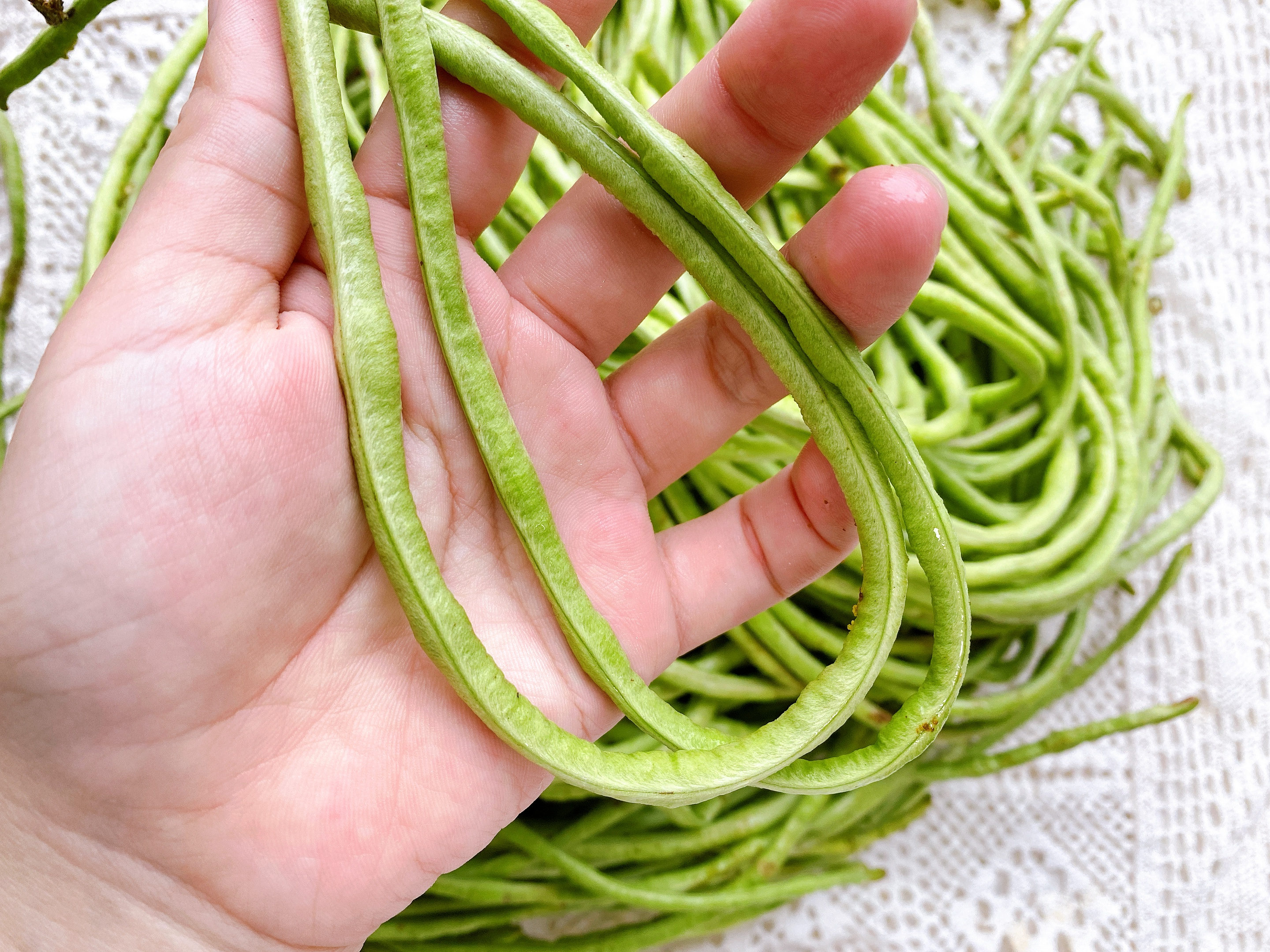 快速自制酸豆角的腌制方法大全,酸豆角怎么腌制才会又脆又好吃