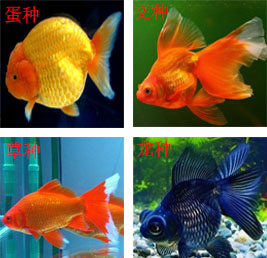 金鱼常见的种类大全,常见的十种金鱼类型有哪些