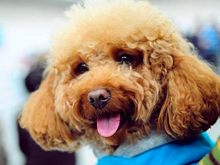 泰迪出现护食怎么办,泰迪常见问题及解决方案