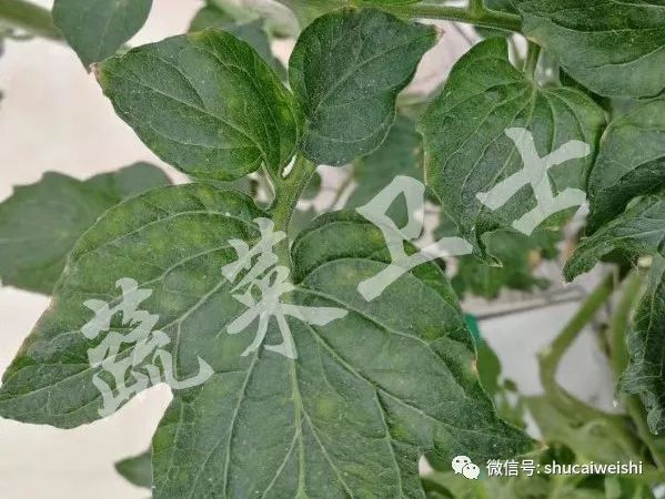 番茄褪绿病毒病特效药,西红柿褪绿病毒怎么引起的