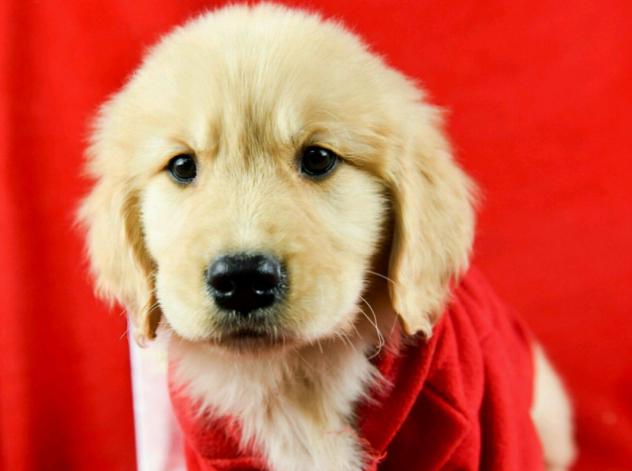 金毛每个阶段的喂食量是多少,金毛各个阶段狗粮吃多少