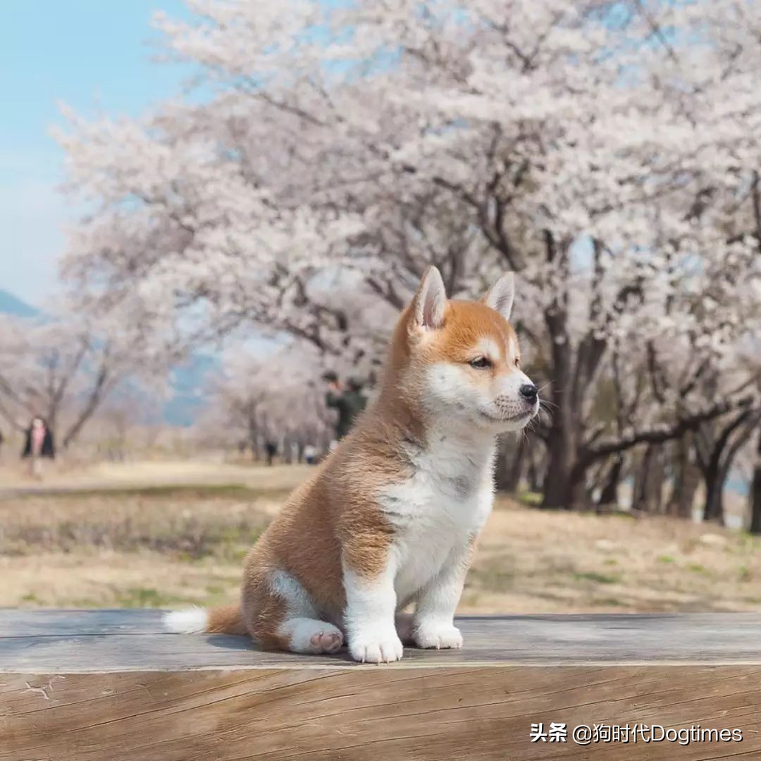 春暖花开带你去流浪,春暖花开带着狗狗去踏青