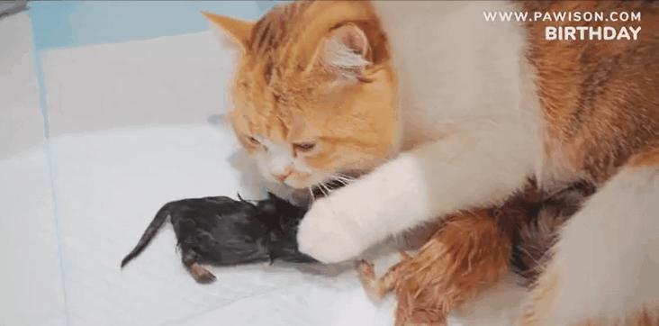 国家一级保护野生猫,国家一级保护哺乳动物名单