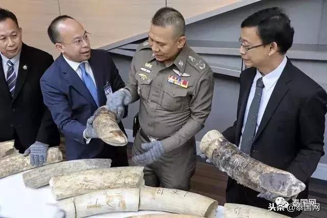泰国打击象牙交易见成效，被CITES移出严重国家名单