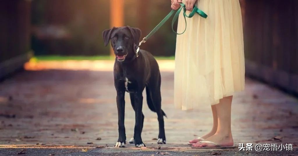 狗狗太瘦怎样合理的让狗狗长肉,狗狗瘦了吃什么钙片好