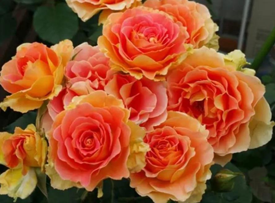 拿铁咖啡月季和流沙月季,拿铁咖啡月季和卡布奇诺月季