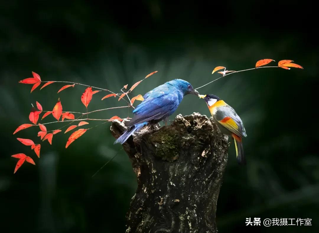 第16届国际摄影艺术展获奖作品,第29届全国摄影艺术展览作品集