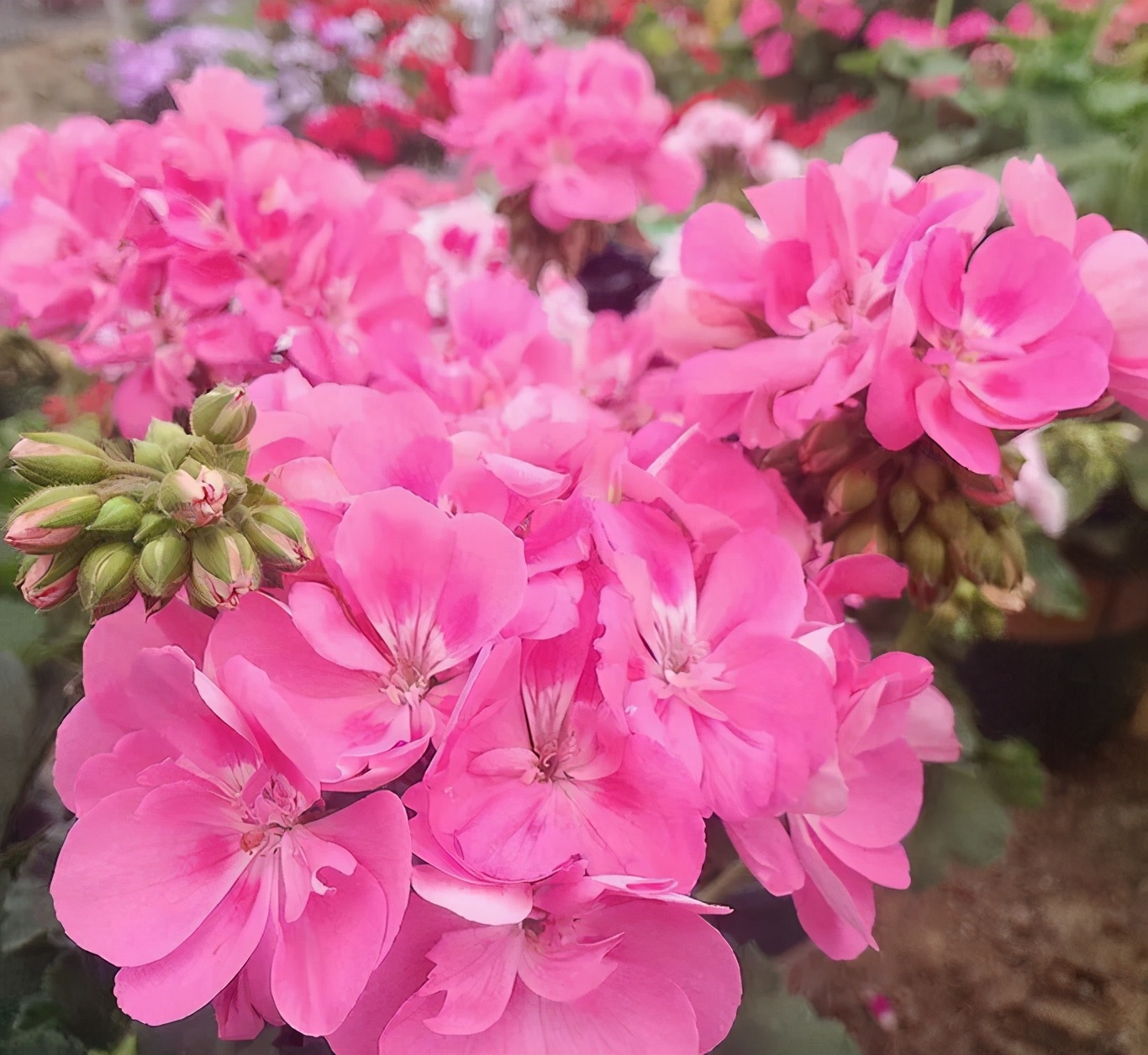 这种花别乱浇水水越多越不开花,这种花不怕冷好养易活