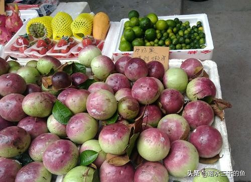 神奇的国度苹果,神奇的国度是哪个国家