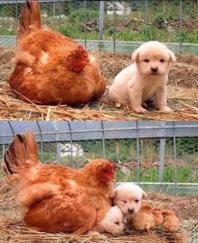 戴上了金箍就要放下七情六欲,今日萌图