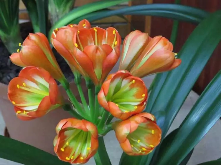 君子兰心烂了怎么办必须剪头吗,君子兰烂心砍头正确方法